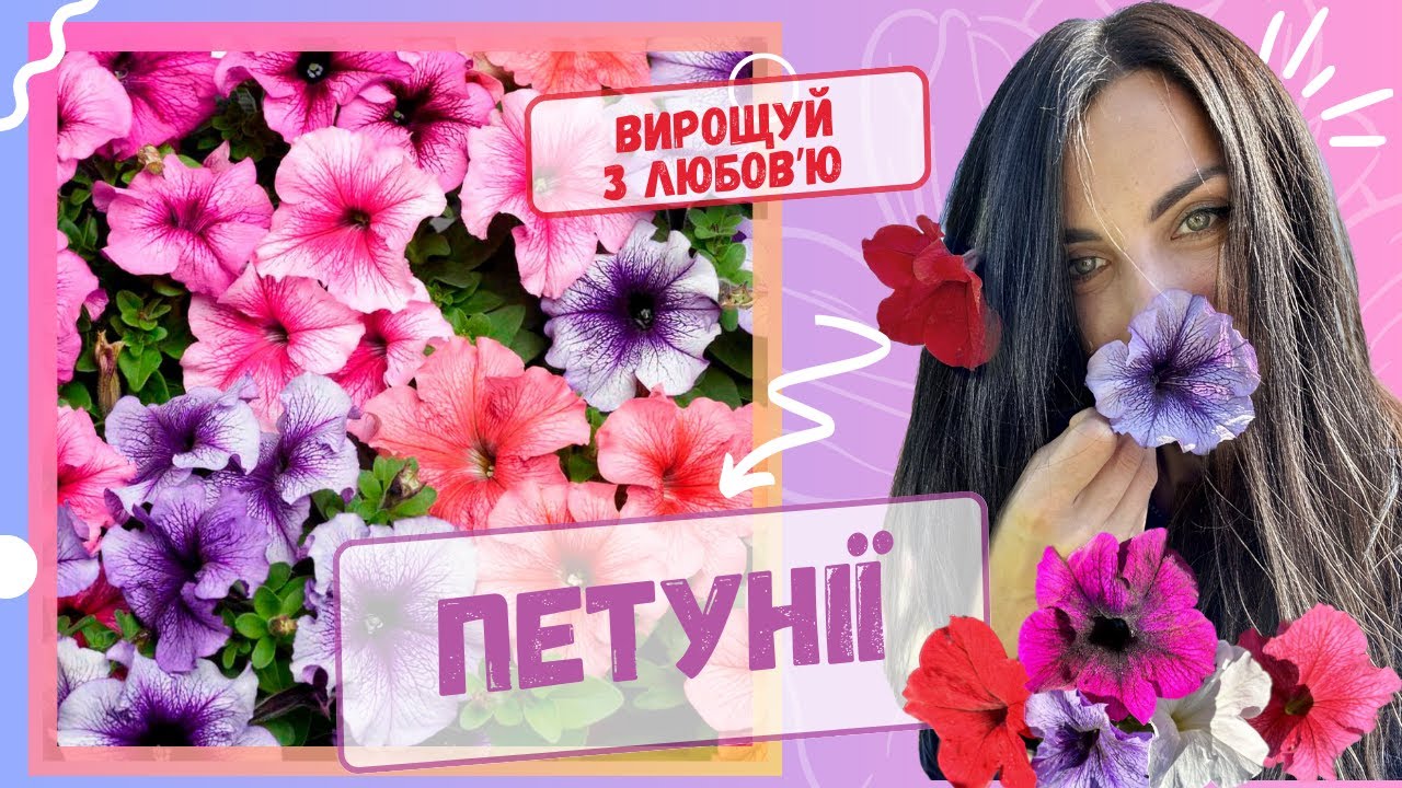 Вирощування великих кущів петуній. Помилки у вирощування петунії.