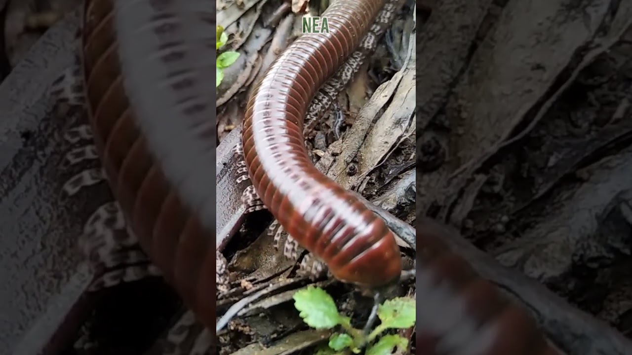 Giant millipede close-up video