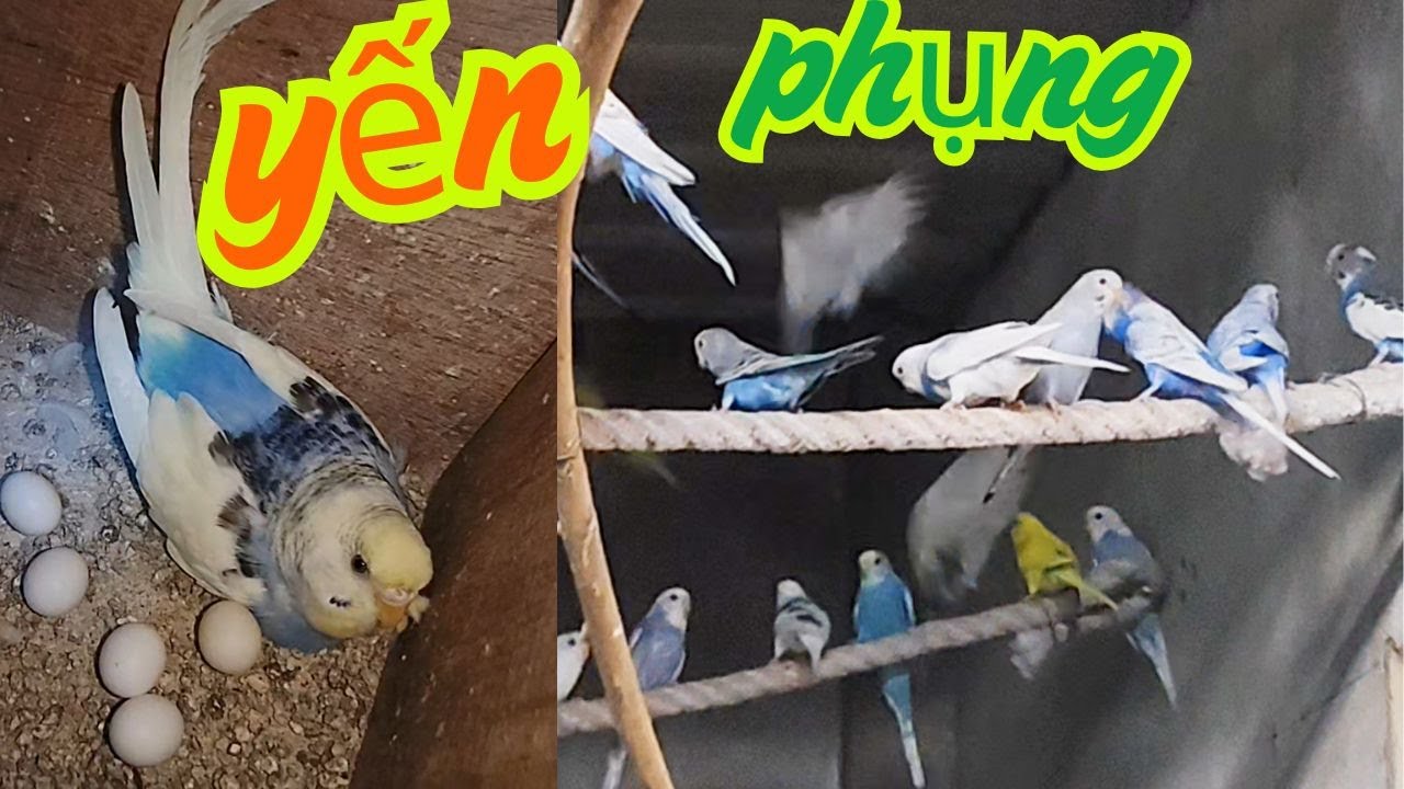 hôm nay di chôt bẫy chim yến phụng hà lan
