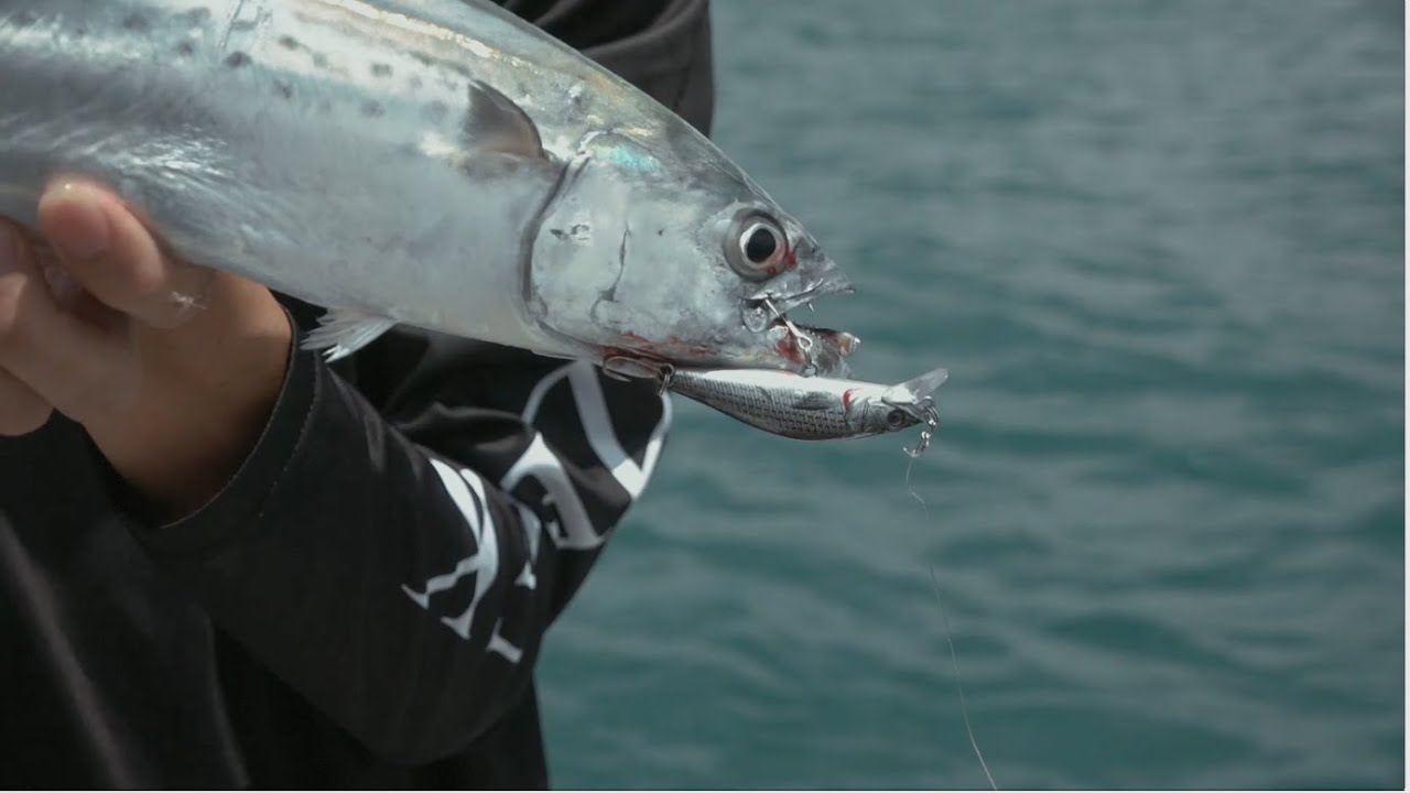 Offshore light tackle casting with the Zerek Cavalla Slim 60mm 11g