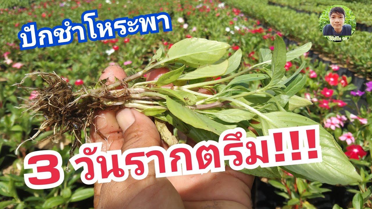รู้แล้วแชร์ด่วน!!! เผยเคล็ดลับ ปักชำโหระพาแบบง่ายๆ 3วันรากตรึม!! | ไร่ปลื้มtv