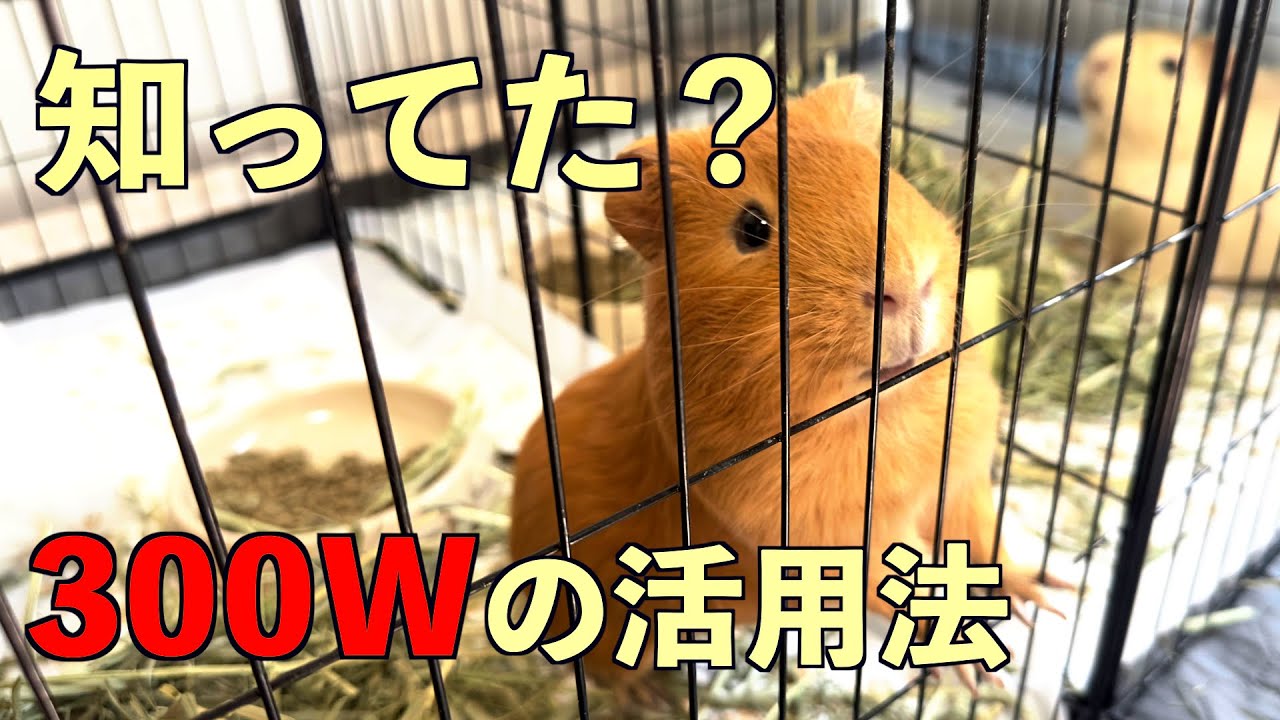 【やってみて💡】モルモットのお世話は体力勝負✨飼い主が「健康と美味しさ」を両立するレンジ術‼️✨