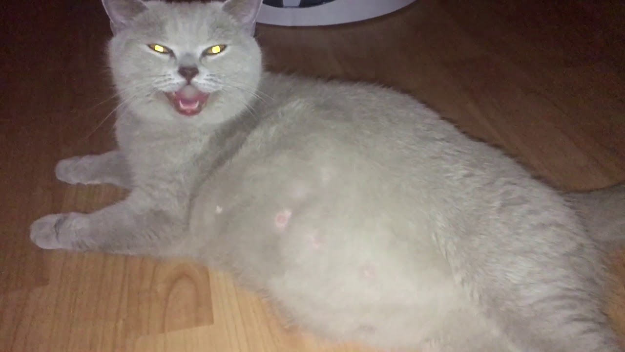 Tr&auml;chtige Bkh Katze Leyla kurz vor der Geburt beginnt zu hecheln