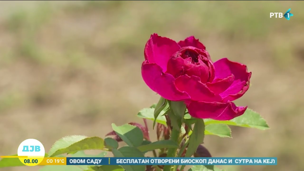 Da li se isplati uzgajati damask ruže