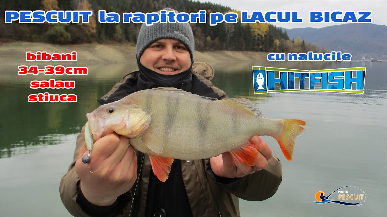 Pescuit la rapitori (bibani 34-39cm) pe lacul Bicaz cu nalucile Hitfish Puffyshad 7.6cm, Nov' 2020