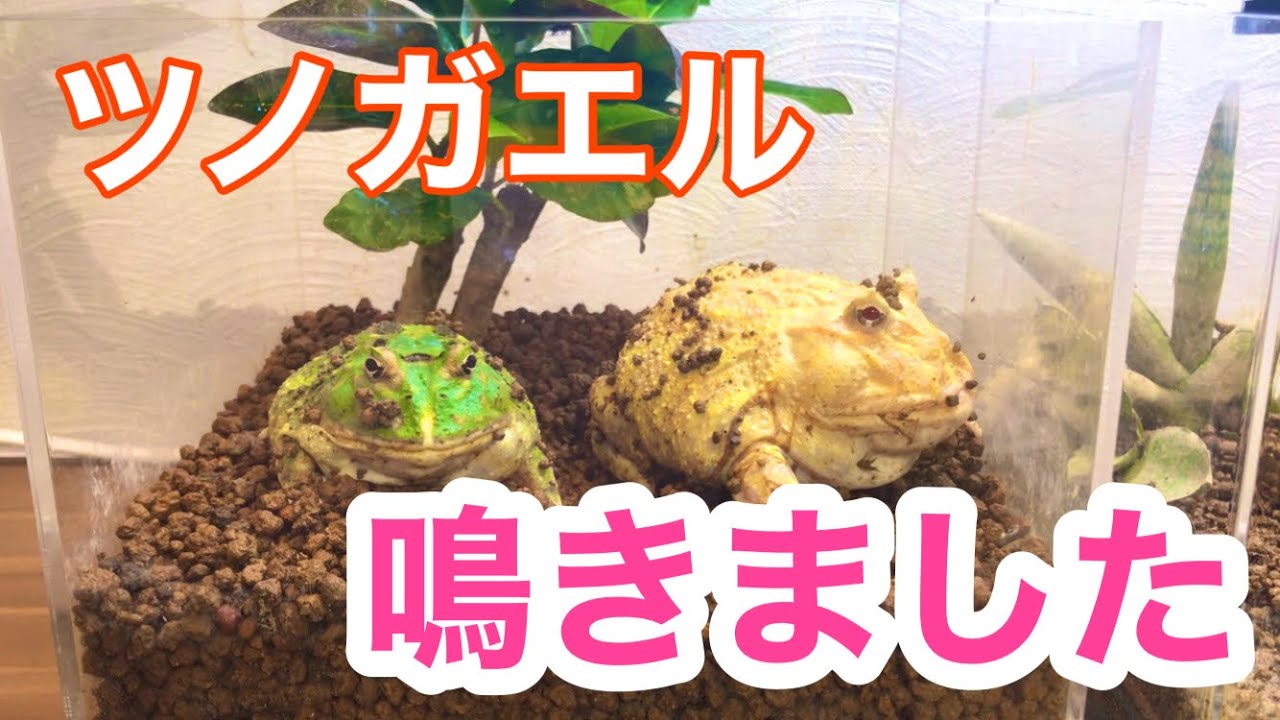 ツノガエルを飼育ケースに集めたら鳴き声が聞けました