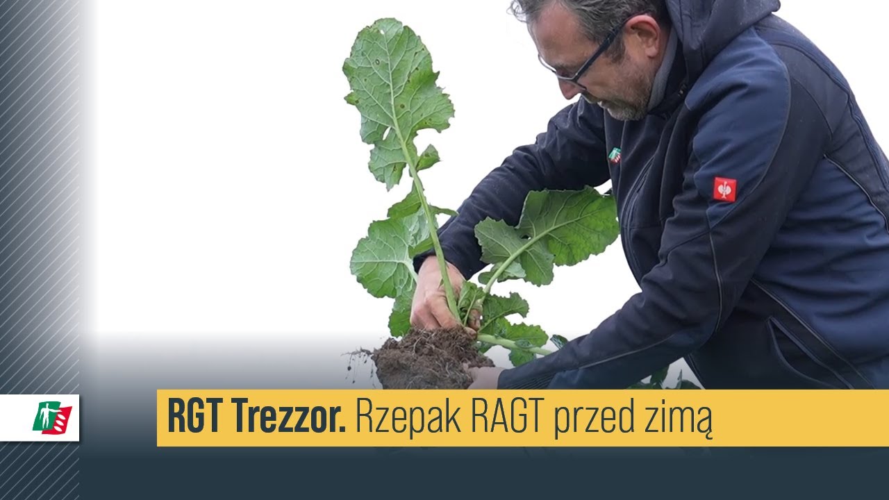 Jak przygotował się do tegorocznej zimy rzepak RGT Trezzor?  🌱🔎  Lustracja rzepak RAGT 