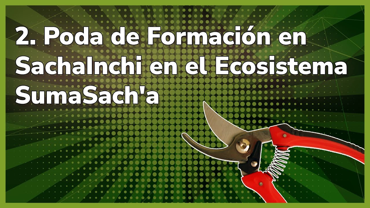 2. Poda de Formación en SachaInchi en el Ecosistema SumaSach'a