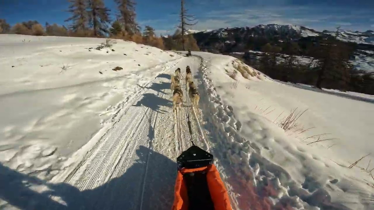 Vars, France - Husky sled dogs