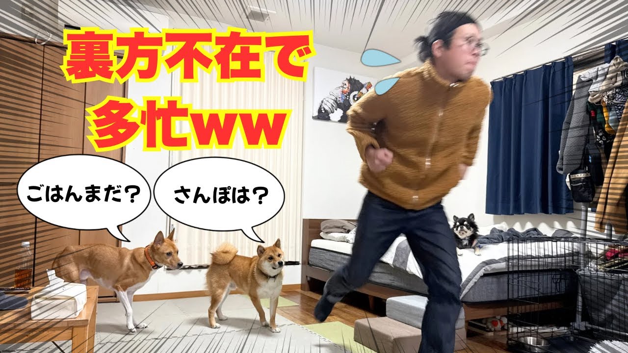 【多頭飼いルーティン】忙しすぎて献立を考えられないから時短メシで乗り切る！