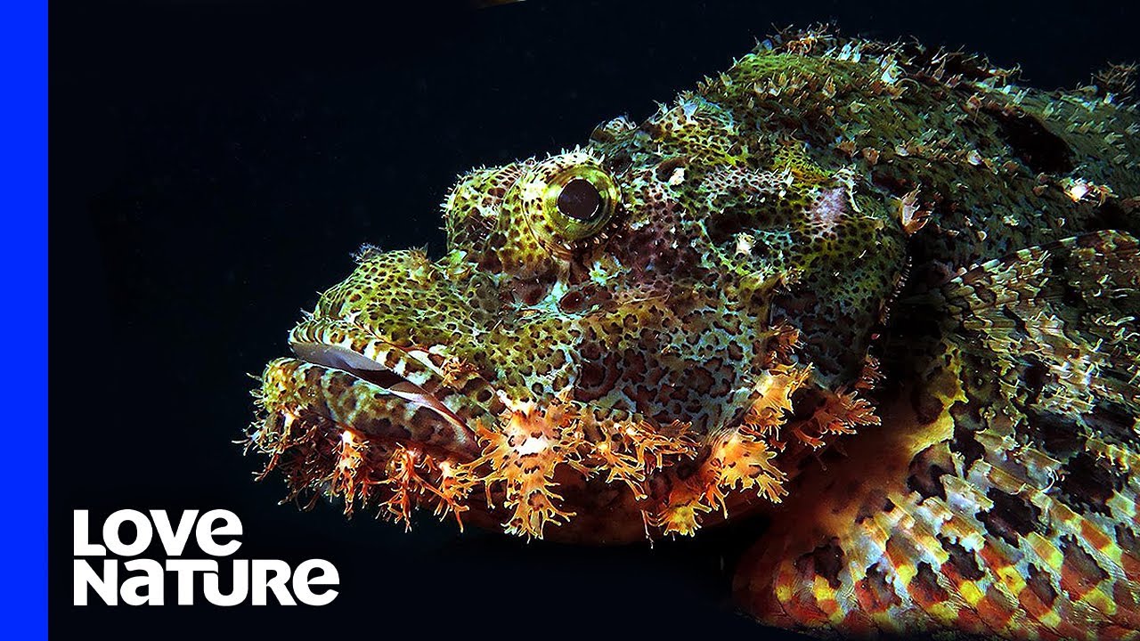 Best Disguised Monster Fish Lures in Prey for Ambush