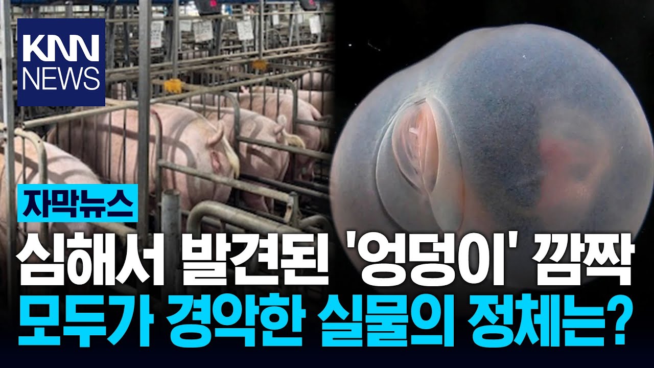 바닷속에 돼지 엉덩이가? 심해서 '역대급' 비주얼 발견 / KNN