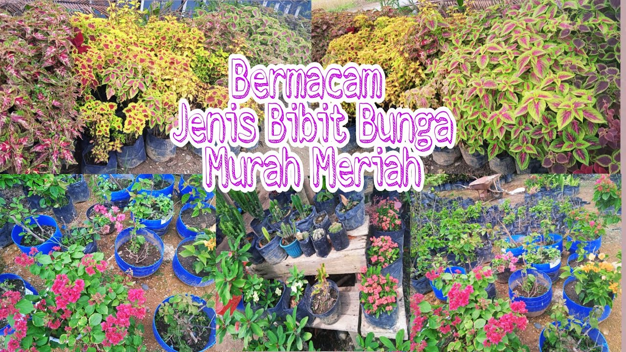 Bermacam Jenis Bibit Bunga, Harga Murah Taman Jadi Indah | types of flower