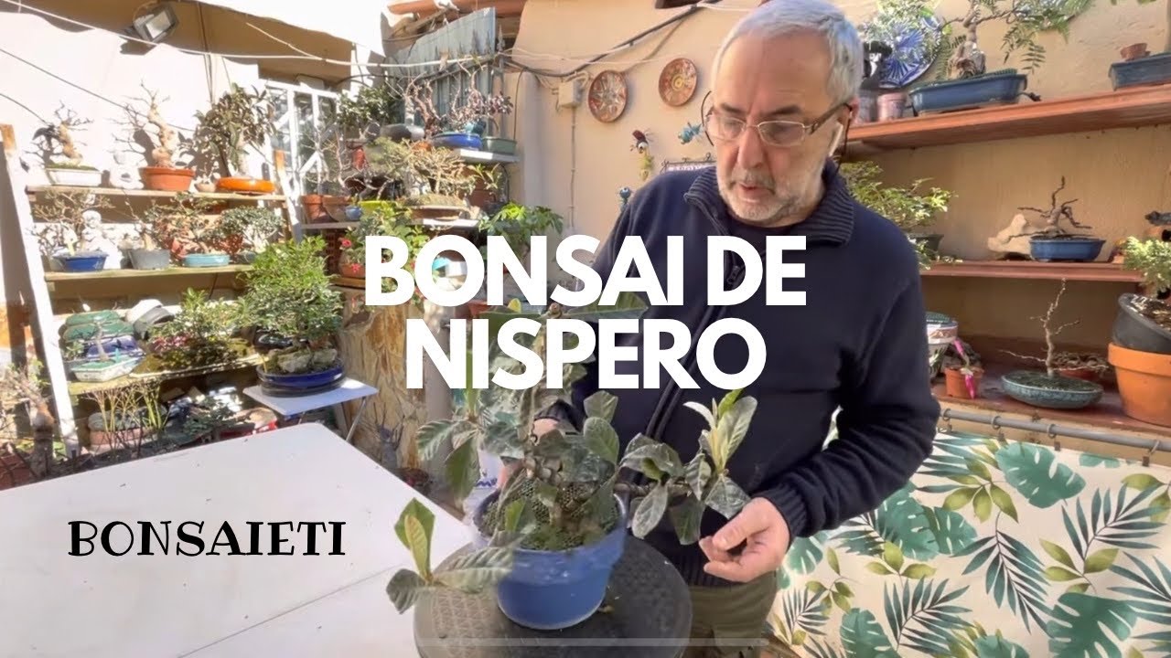 Intentamos hacer bonsai de Níspero (Eriobotrya japonica)