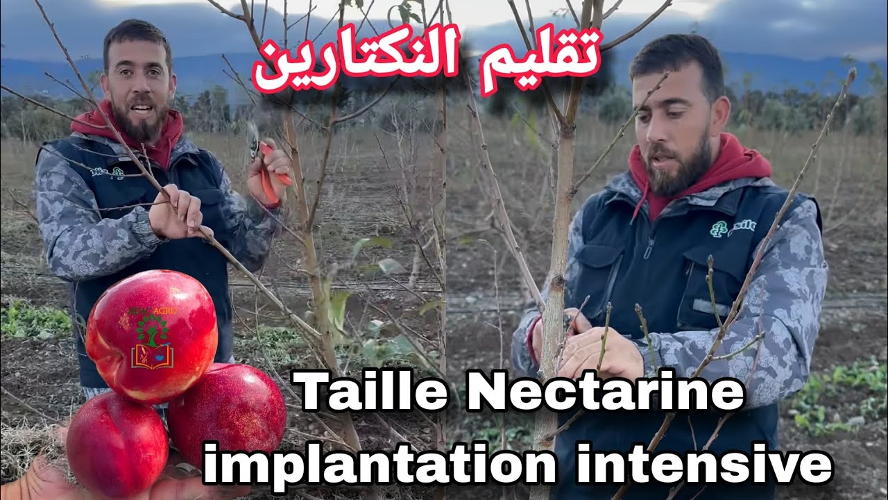 La taille de pêche et nectarine intensive طريقة تقليم أشجار الخوخ و النكتارين في الزراعة التكثيفية 