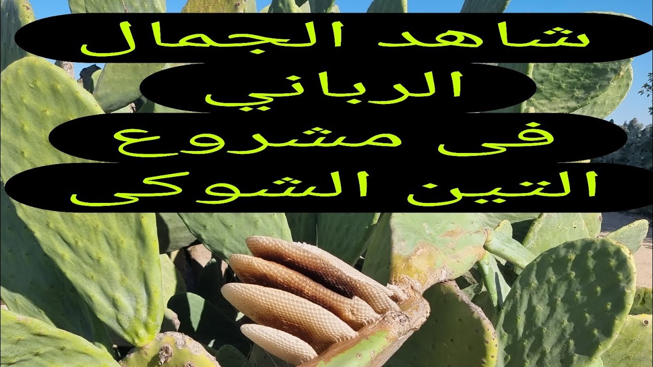 فيديو عن الرى وبالطرق المناسبة لطبيعة الأرض لمشروع التين الشوكى 01007305821