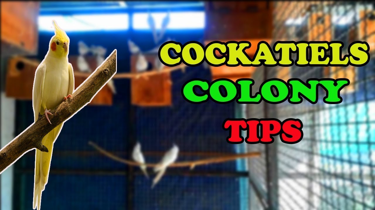 COCKATIEL COLONY BREEDING TIPS IN 'JIBRAN AHMAD