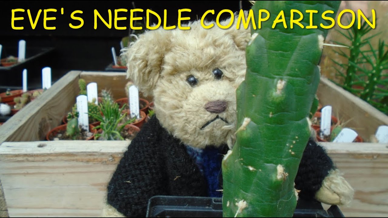 Eve's Needle Comparison 🌵🌵🌵
