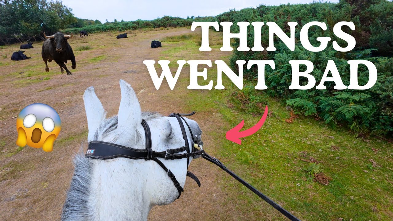 HORSE has MELTDOWN at Cows.. Things went BAD! GoPro POV - Scared Horse