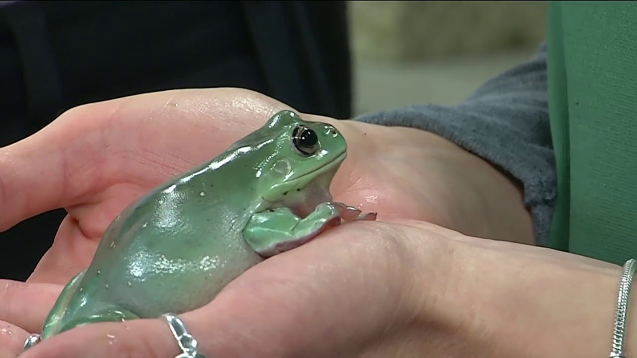 Wild Wednesday: White's Tree Frog