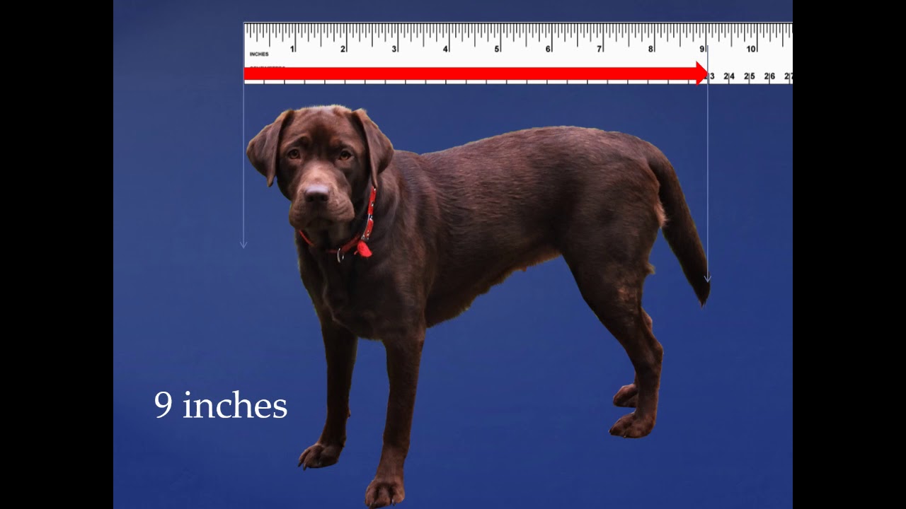 Grade 1: Math Lesson #97 Measuring To The Nearest Inch Using A Ruler and Cute Puppies