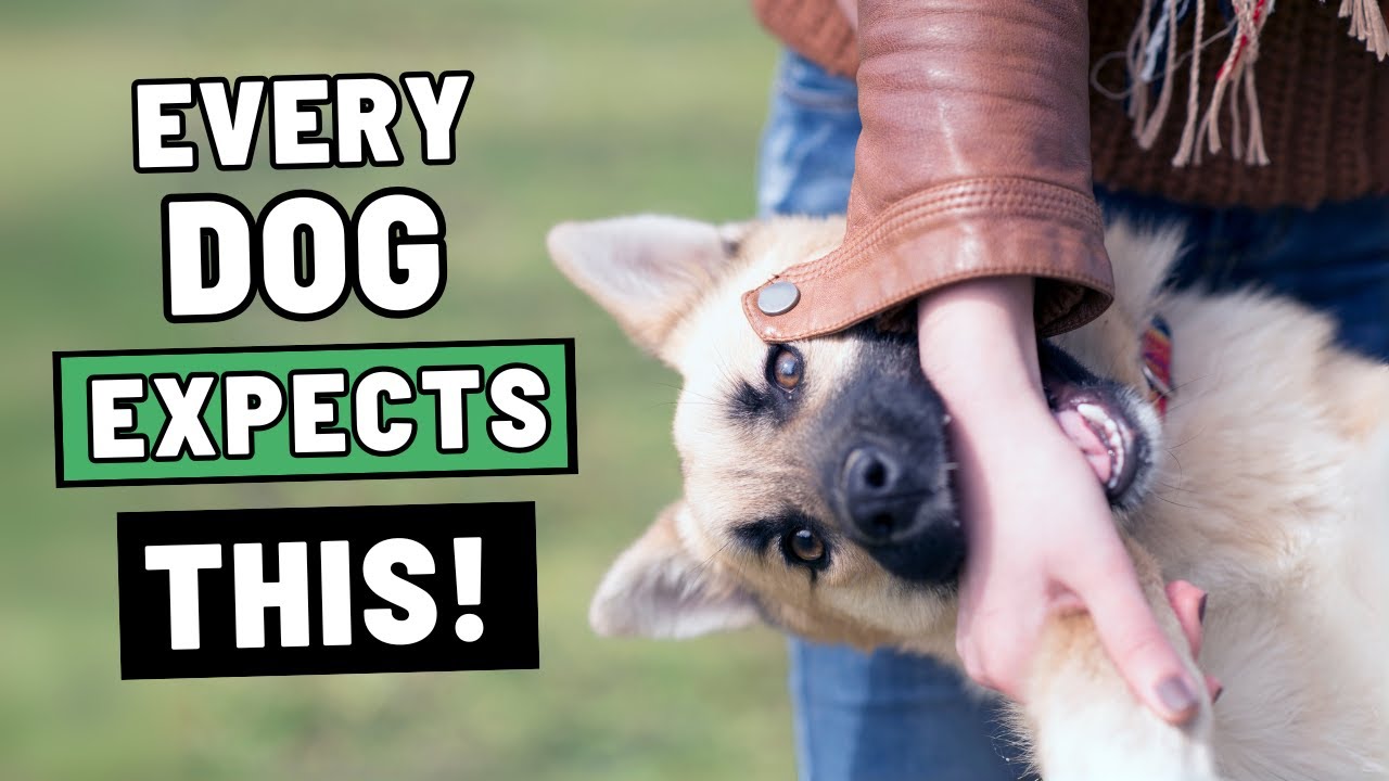 The Unspoken Rules Dogs Expect You to Follow