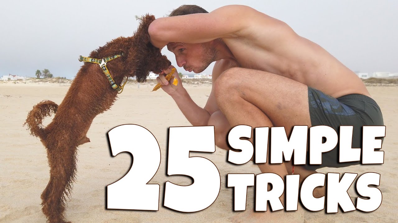 25 Simple Tricks by Red Poodle on the Beach with Dad – Amazing Dog Skills! | Charlie Toy