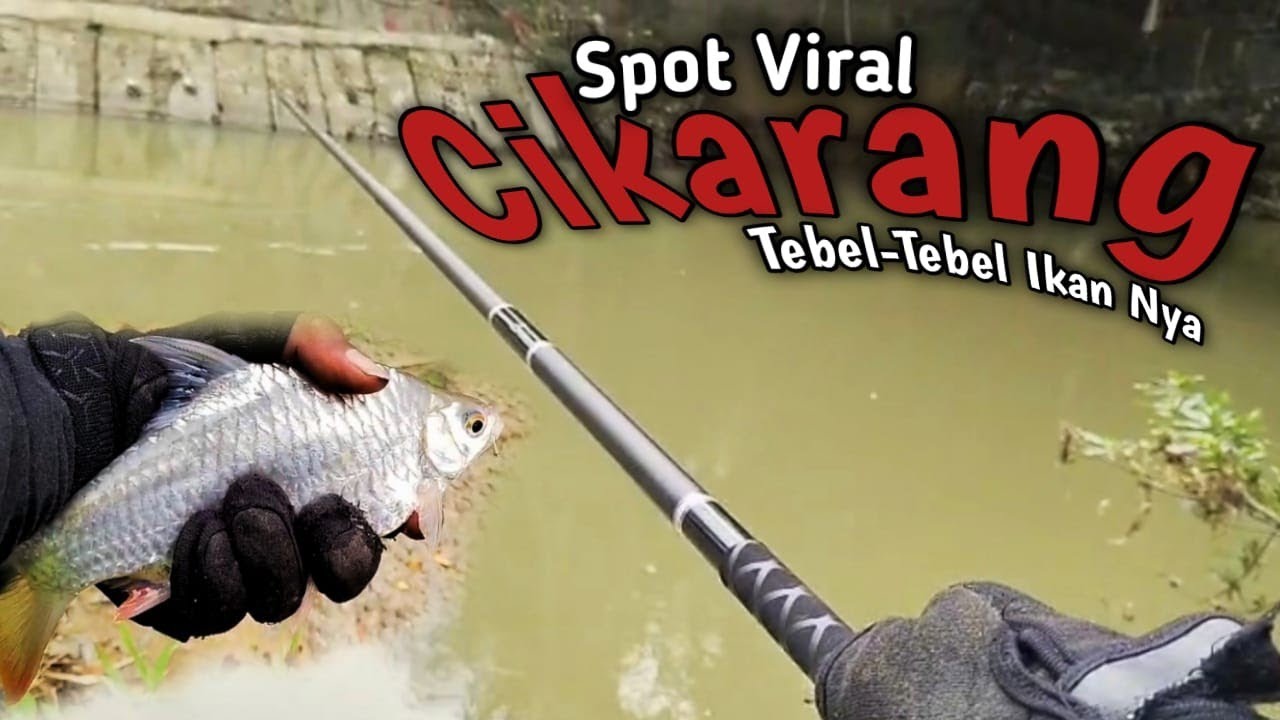 Mancing Tawes Lagi Di Spot Viral Sungai Cikarang‼️Seting Kedalaman Empat Meter‼️