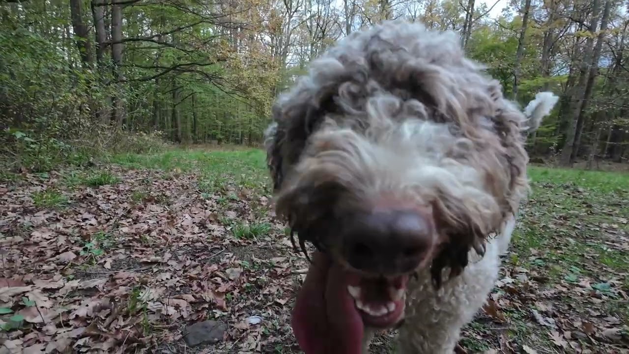 Daily walk with active dog Lagotto Romagnolo (Real Life)