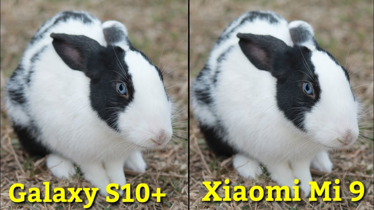 Samsung Galaxy S10 Plus VS Xiaomi Mi 9 Camera Comparison|Which is Batter Camera|Mi 9 Review,Camera
