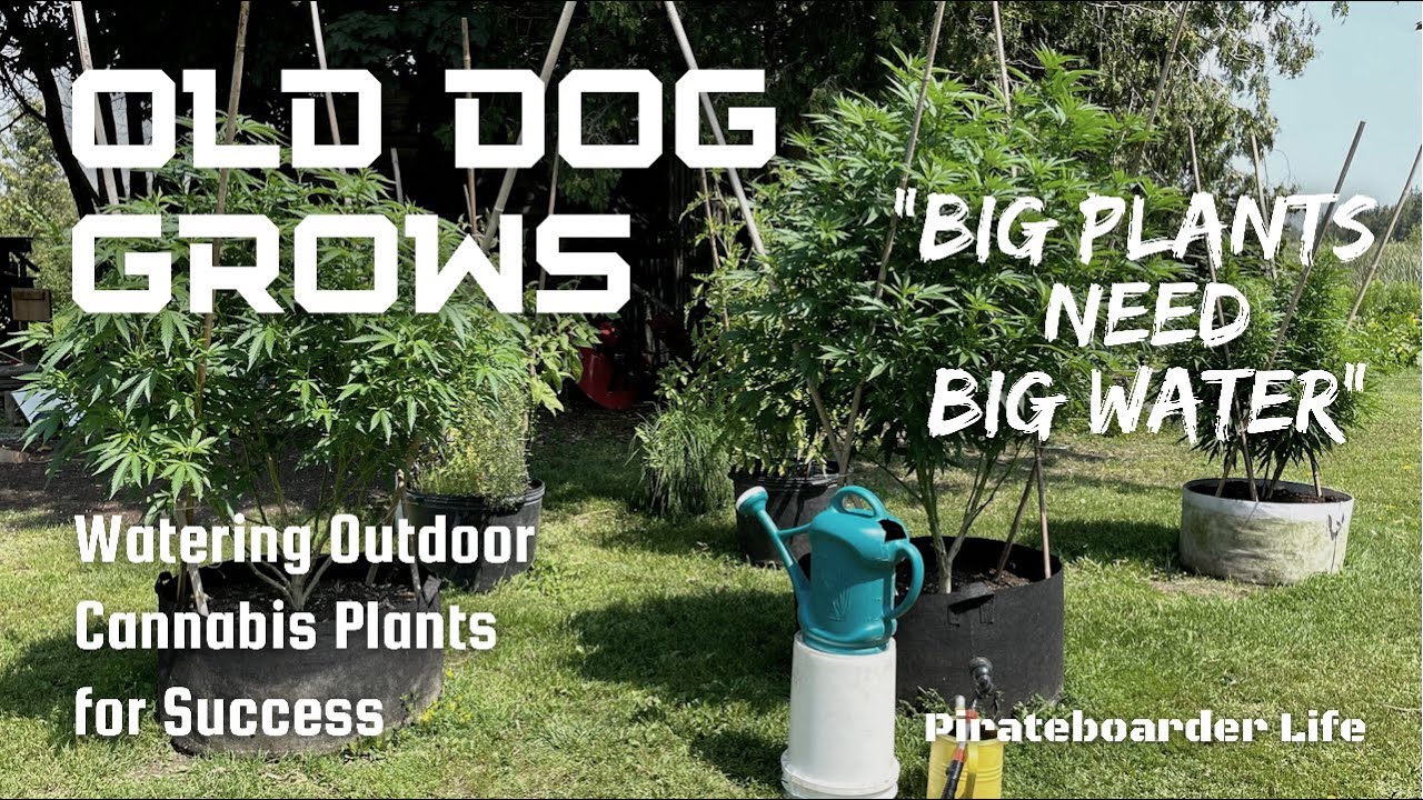 Old Dog Grows &ldquo;Big Plants need Big Water&rdquo;&hellip;Watering your Outdoor Cannabis Plants for Success