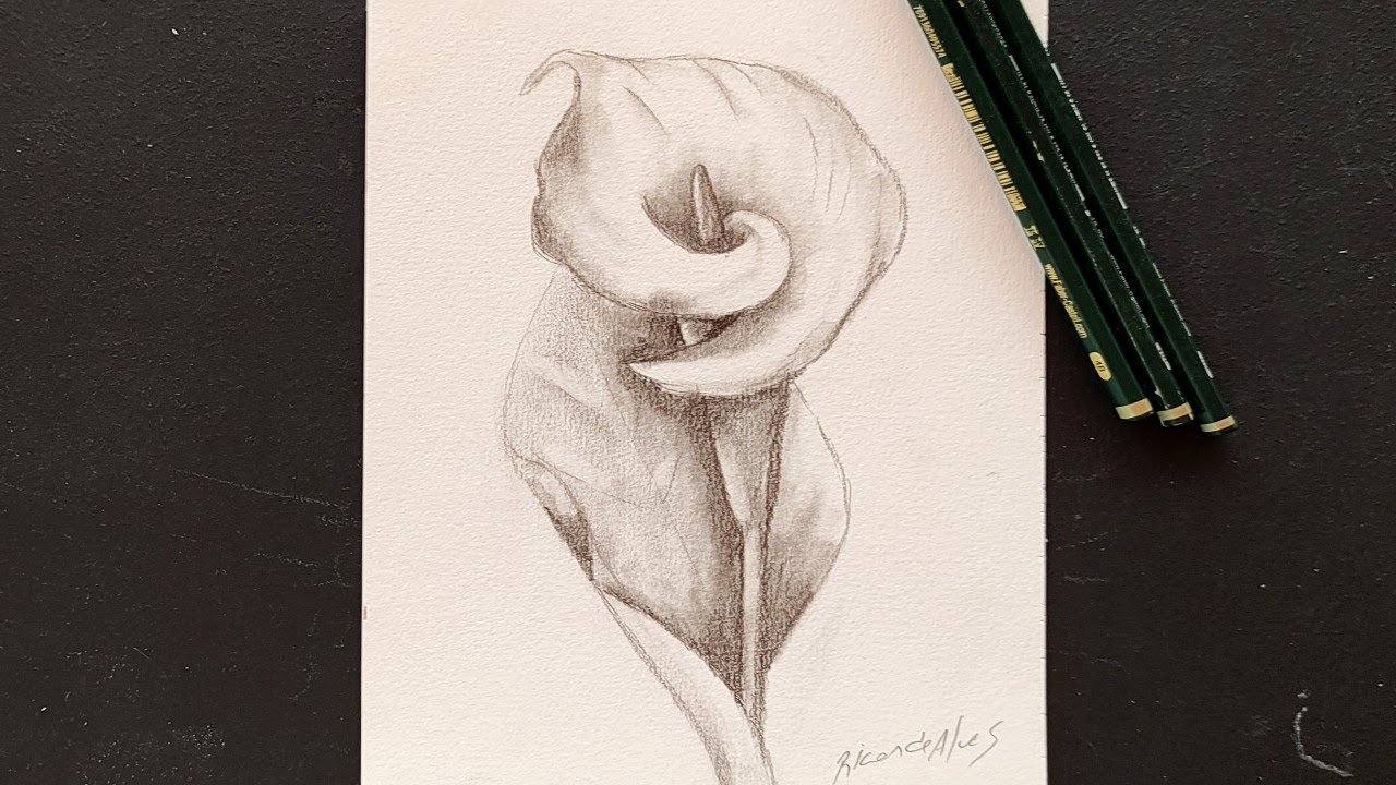 Como desenhar uma flor fácil passo a passo - Como desenhar flor Copo de Leite