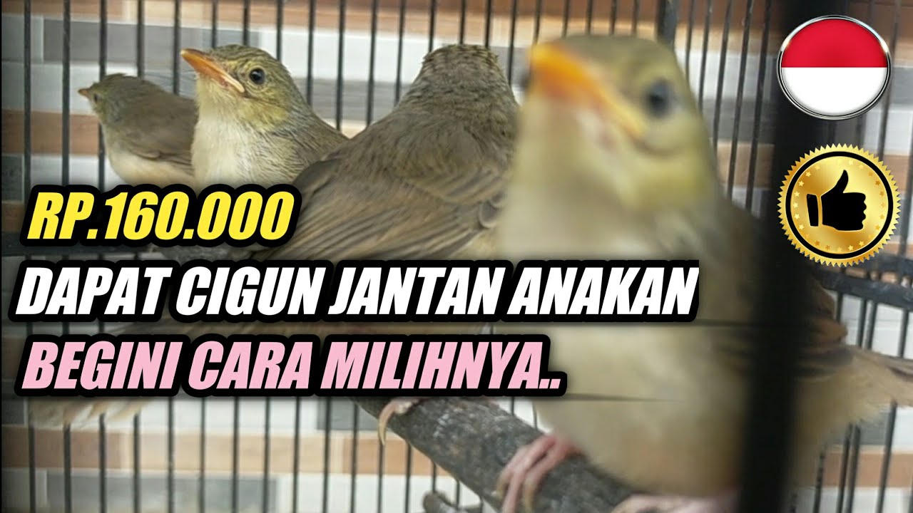 CARA MEMILIH CIGUN JANTAN JANTAN ANAKAN PROSPEK