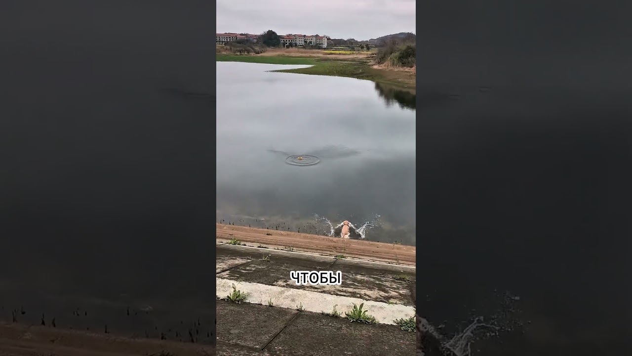 Самый преданный щенок на свете... Но никто этого не заметил
