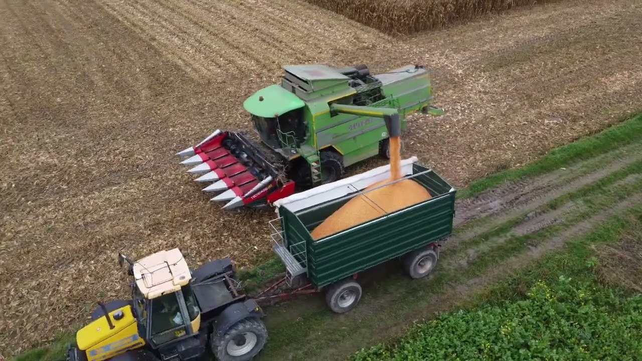 Mais Ernte / Körnermais 2024 dreschen / Deutz Fahr Mähdrescher / Maisdreschen /JCB Fastrac