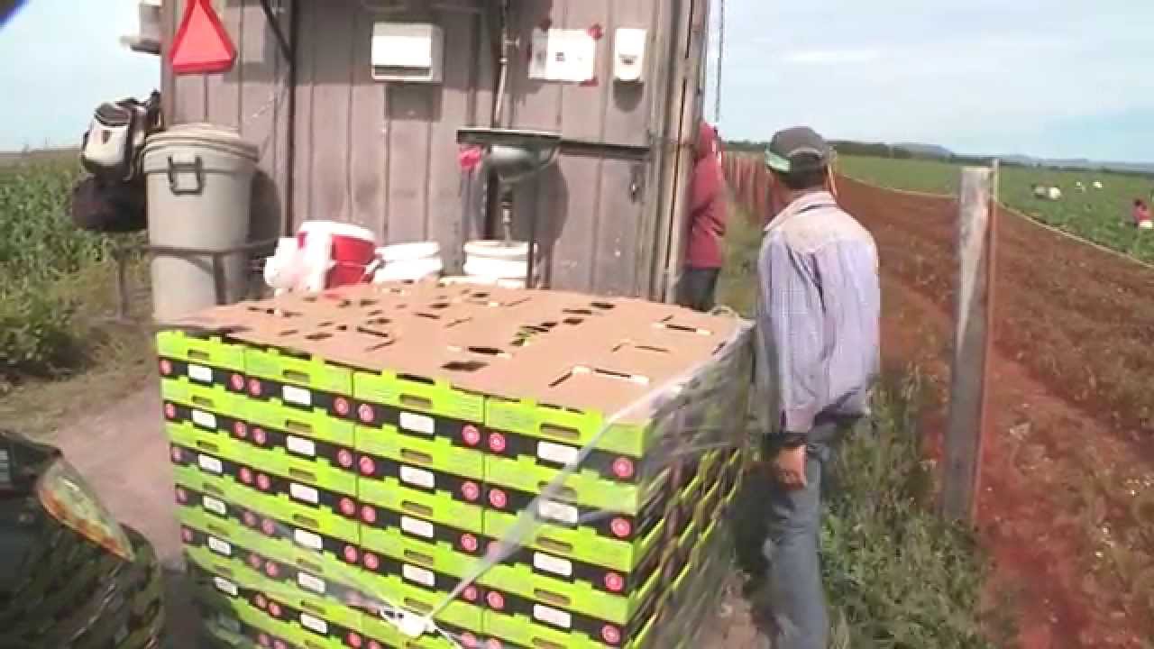 2015 - La Voie Agricole #4   La production de fraises