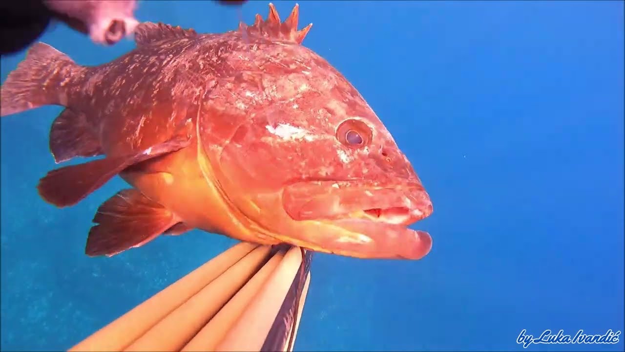 Kirnja 02 (Dusky Grouper - Epinephelus marginatus)