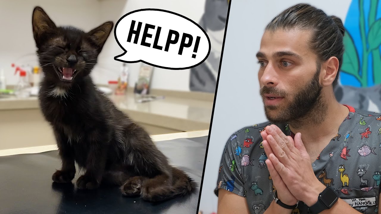 У котенка сломаны кости! (Спасение полного любви котёнка)