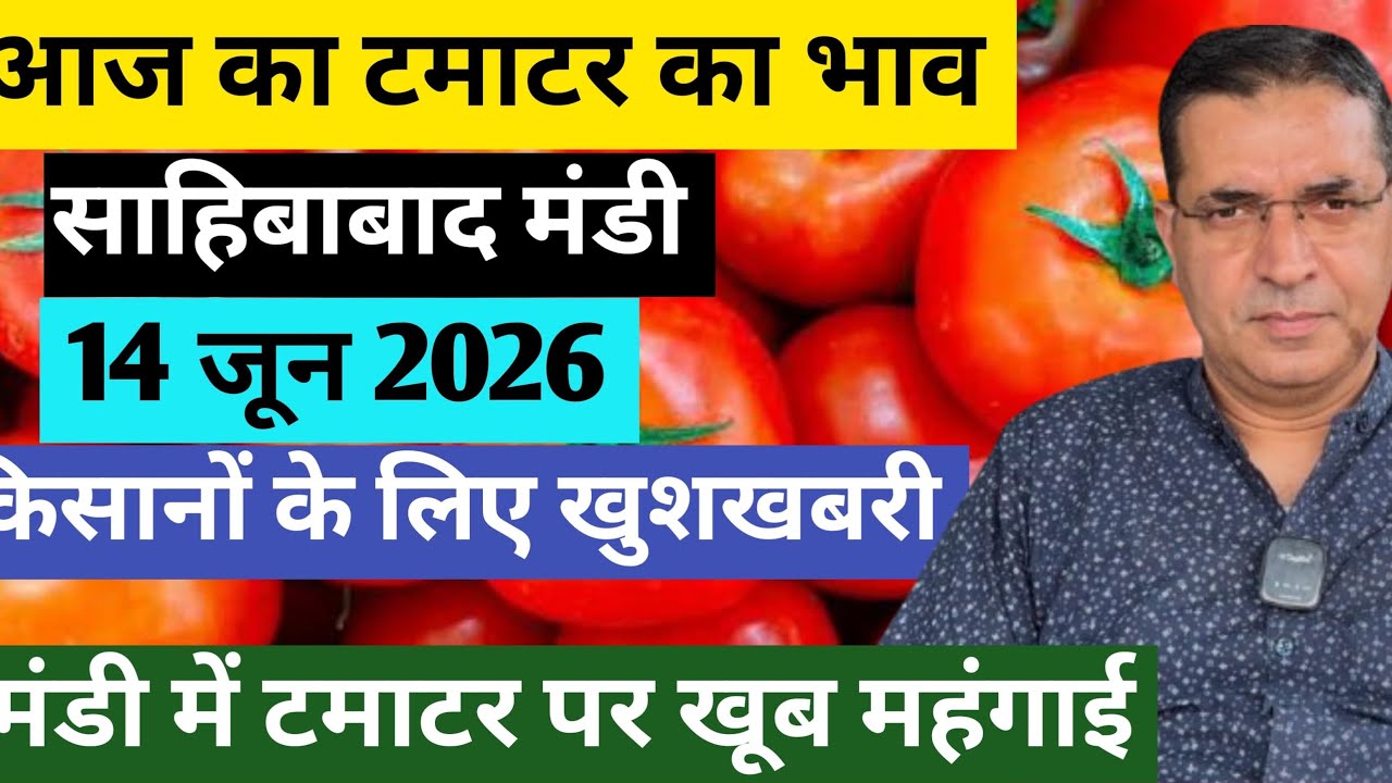 टमाटर होलसेल भाव साहिबाबाद मंडी 🍅14 June 2026 today Tomato rates