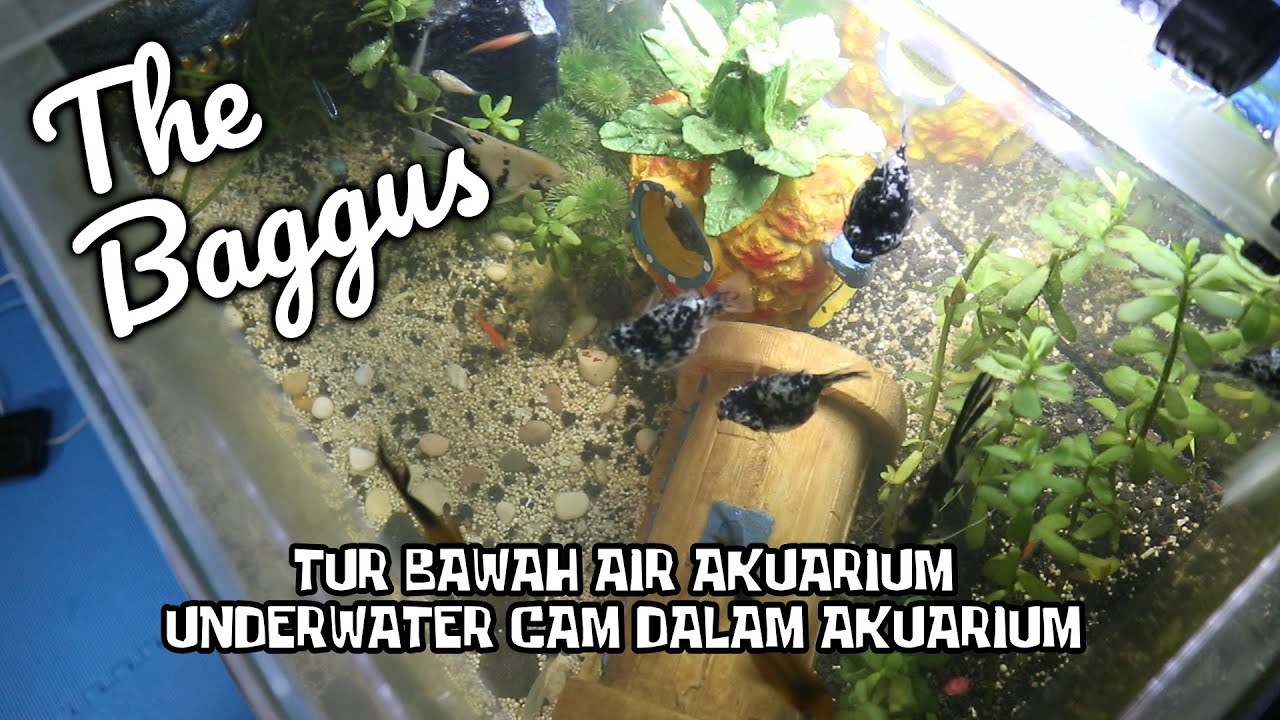 Tur Bawah Air Akuarium Kami - Underwater Cam dalam Akuarium