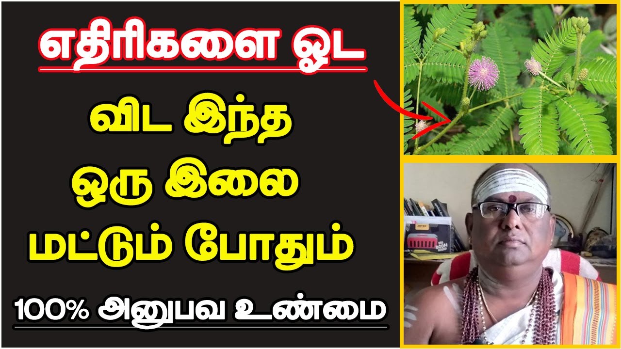 எதிரிகளை ஓட  விட இந்த ஒரு இலை மட்டும் போதும் | viruchangal benefits | life success tips in tamil