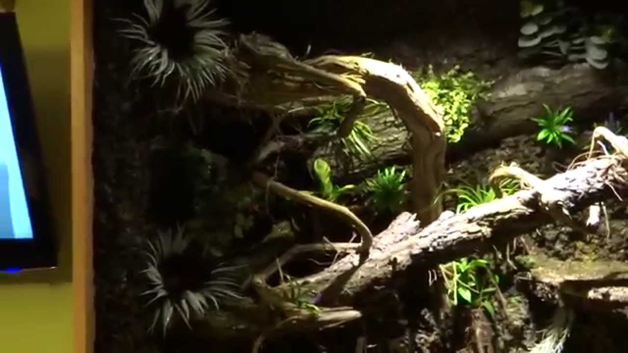 Morelia spilota mcdowelli terrarium