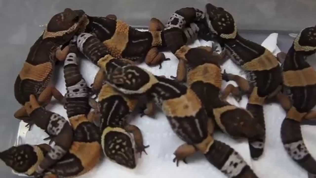 Leopard Geckos : SnakeBytesTV