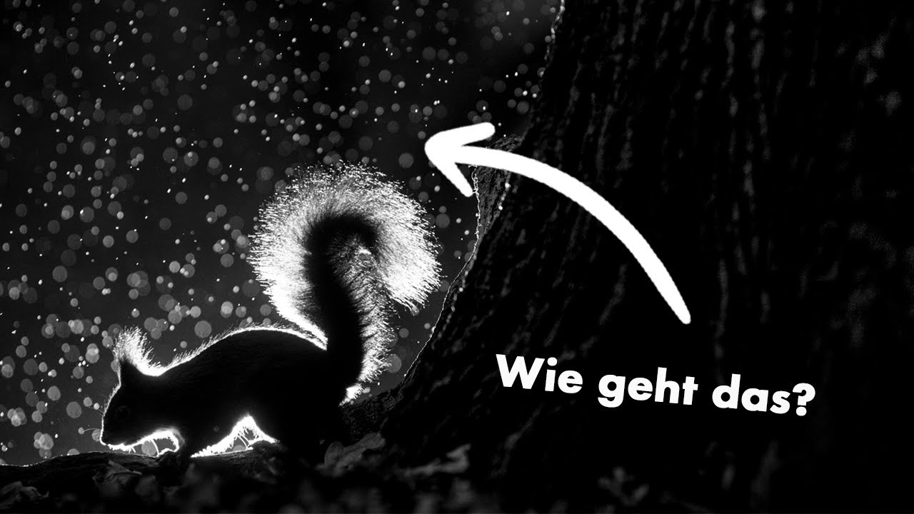 Eichhörnchen, Blitze und Graureiher - Rückblick auf 10 Jahre Naturfotografie in der Stadt | Teil 2