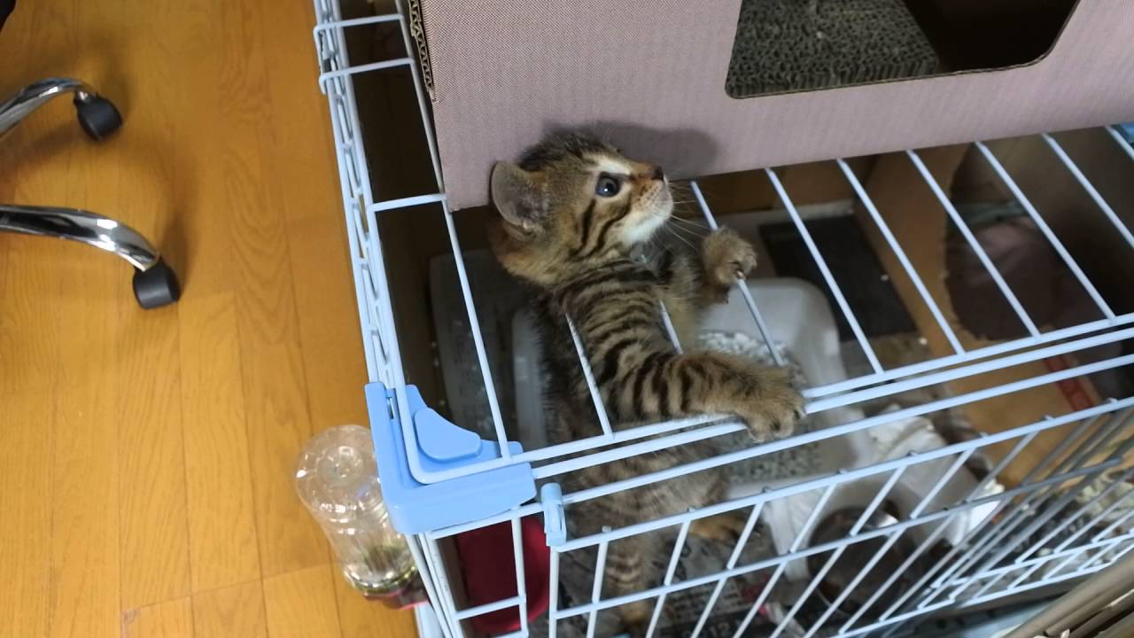 ＜指名手配＞脱走する子猫