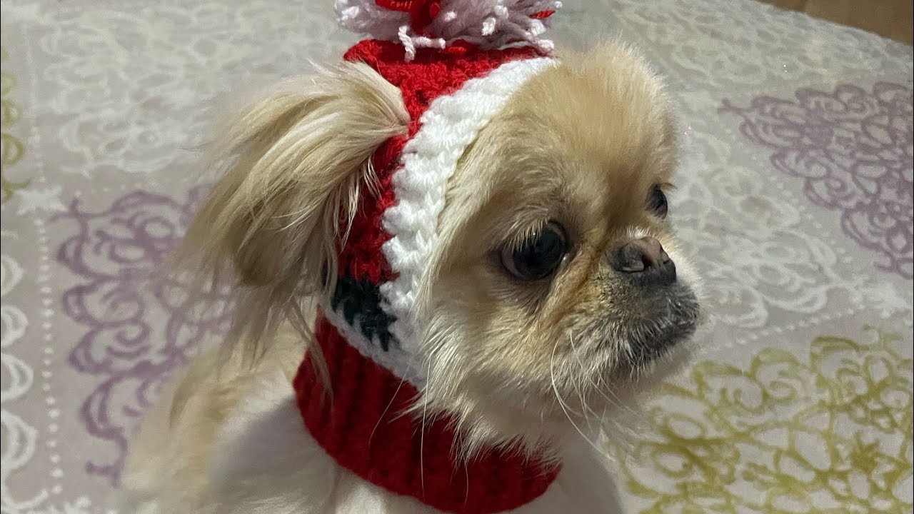 Köpek ve kediler için boyunluklu şapka modeli #crochet #dog