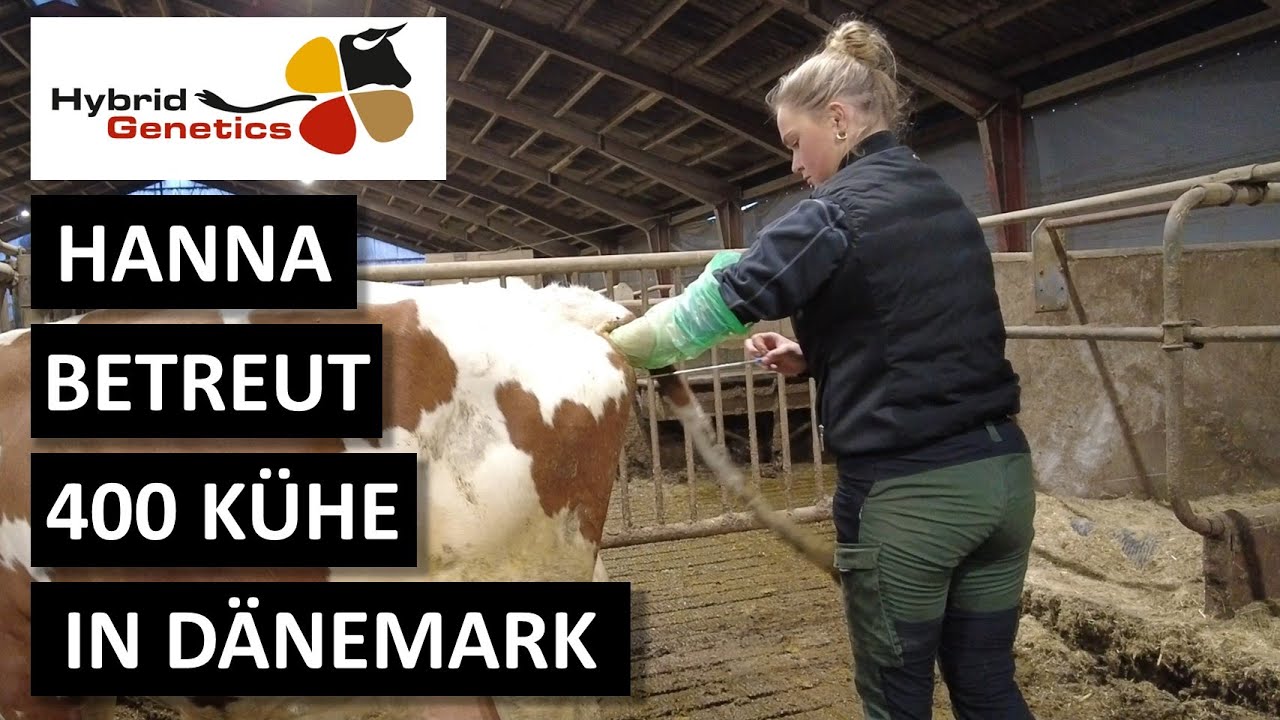 HERDENMANAGERIN HANNA BETREUT 400 KÜHE IN DÄNEMARK