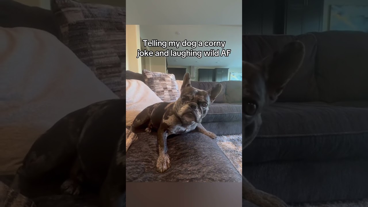 Funny Dog #Funny #Cute #Dog #Trending #ForYou