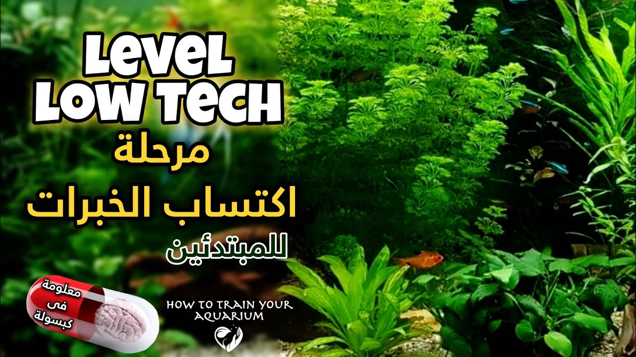 المستوى الاول لتربية النباتات لوتيك مرحله اكتساب الخبرات