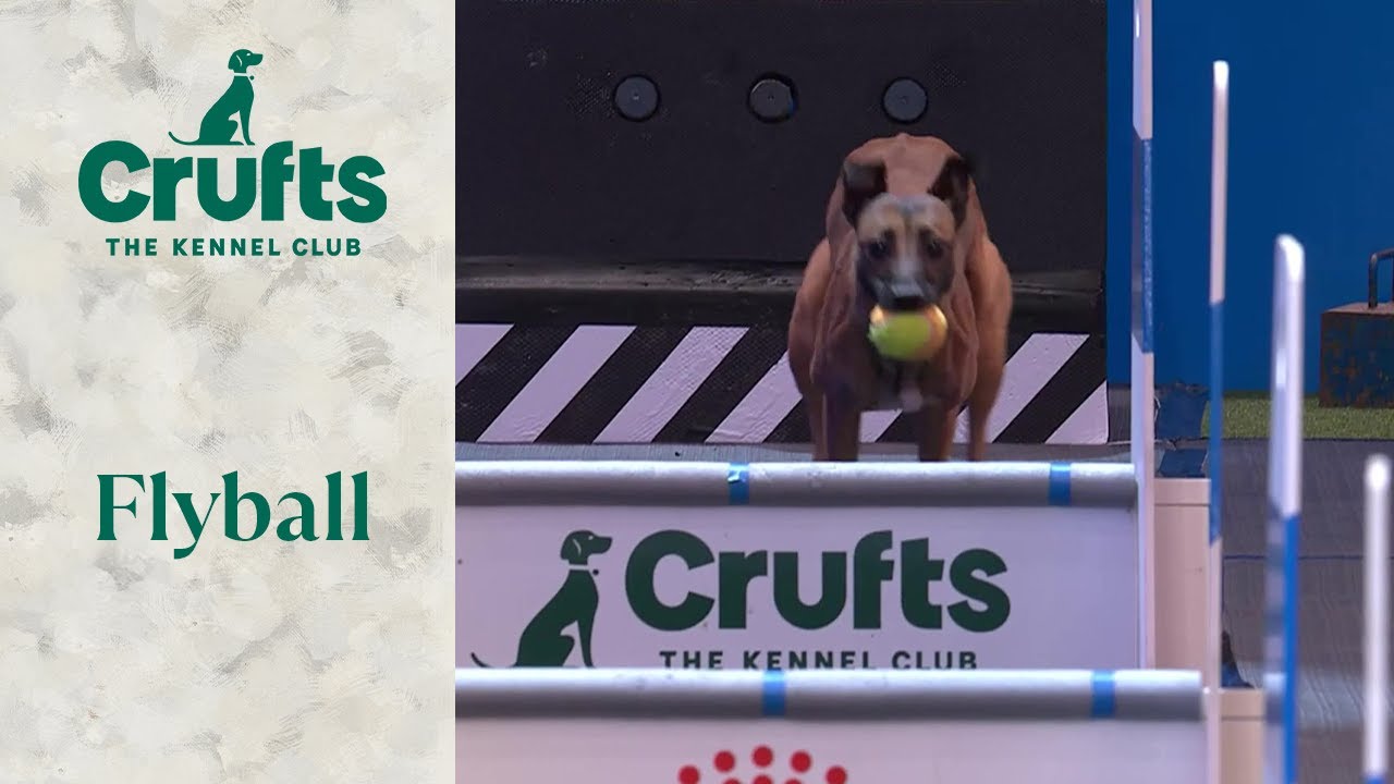 Полуфинал и финал по флайболу | Crufts 2024